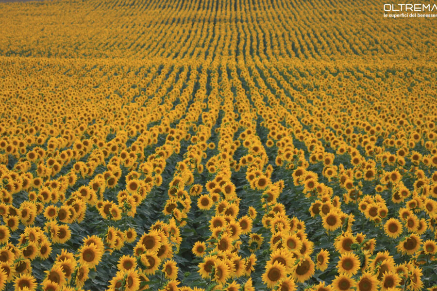 Sunflowers: properties and use of a beautiful plant