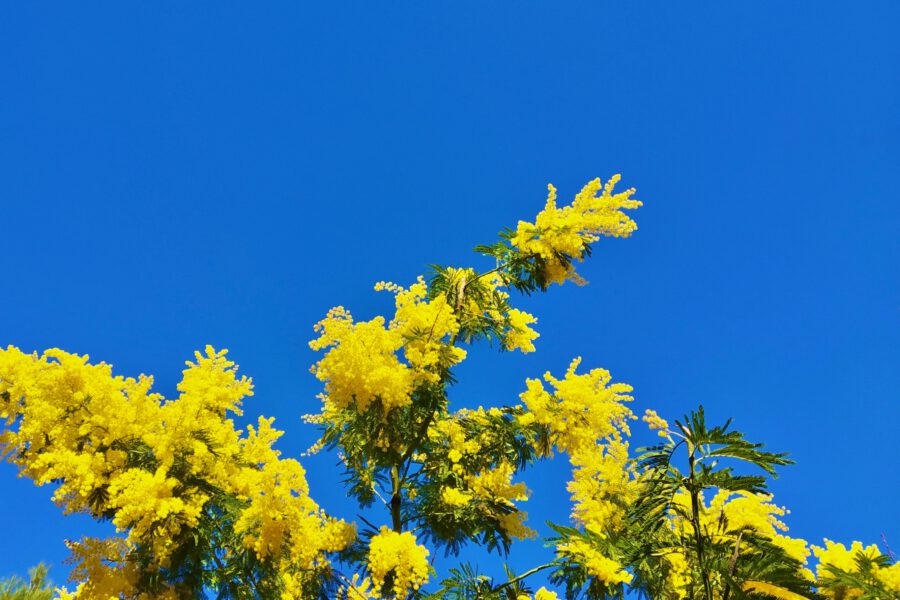 Mimosa: the symbol of March 8